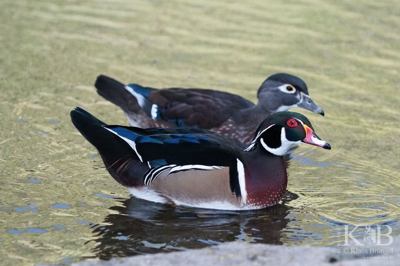 2023-10-15-Lahnstein-Lahn 0181bc